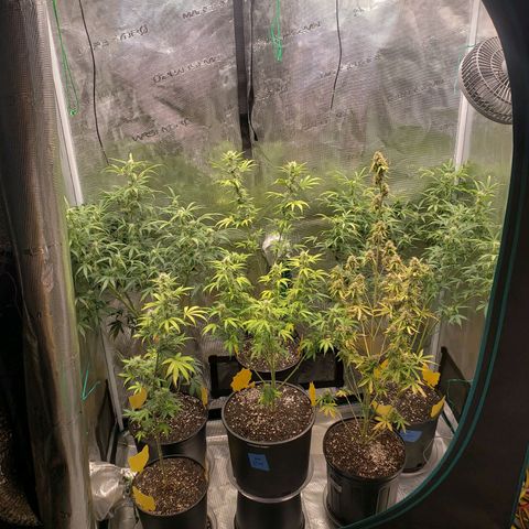 Geloctane  growlog photo: Morning 