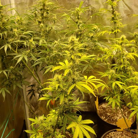 Geloctane  growlog photo: Morning 