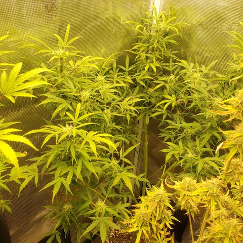 Geloctane  growlog photo: Morning 