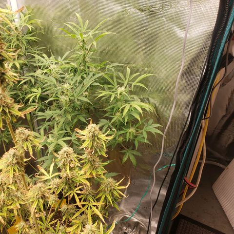Geloctane  growlog photo: Morning 