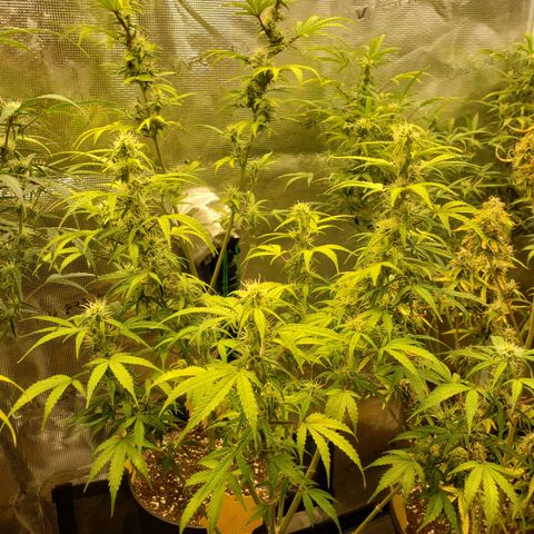 Geloctane  growlog photo: Morning 