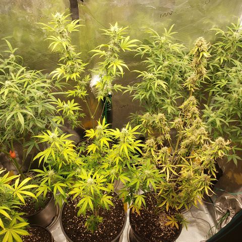 Geloctane  growlog photo: Morning 