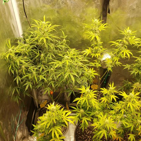 Geloctane  growlog photo: Morning 