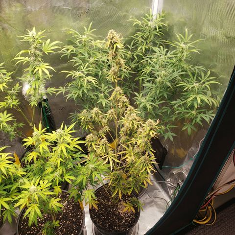Geloctane  growlog photo: Morning 