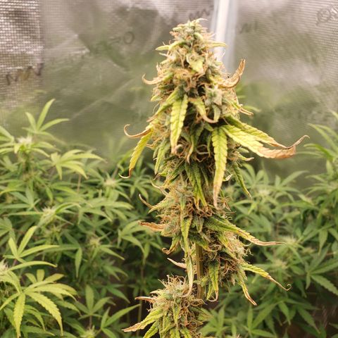 Geloctane  growlog photo: Morning 