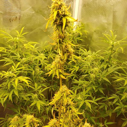 Geloctane  growlog photo: Morning 