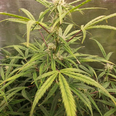 Geloctane  growlog photo: Morning 