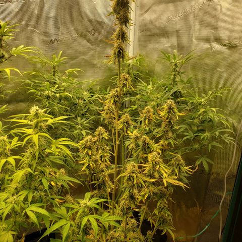Geloctane  growlog photo: Morning 