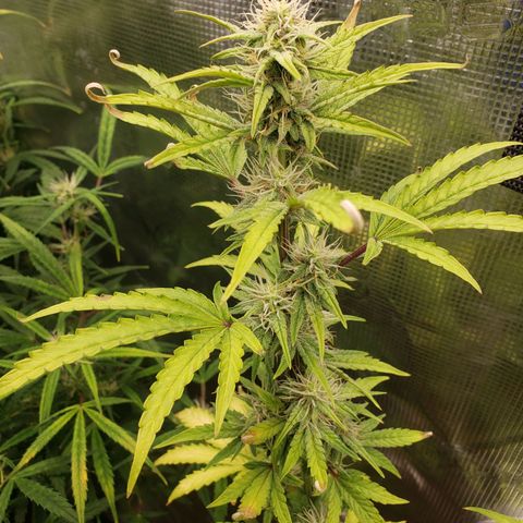 Geloctane  growlog photo: Morning 