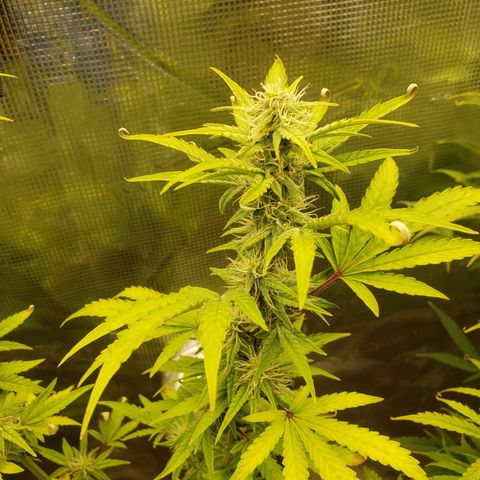 Geloctane  growlog photo: Morning 