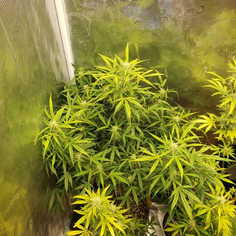 Geloctane  growlog photo: Morning 