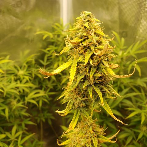 Geloctane  growlog photo: Morning 
