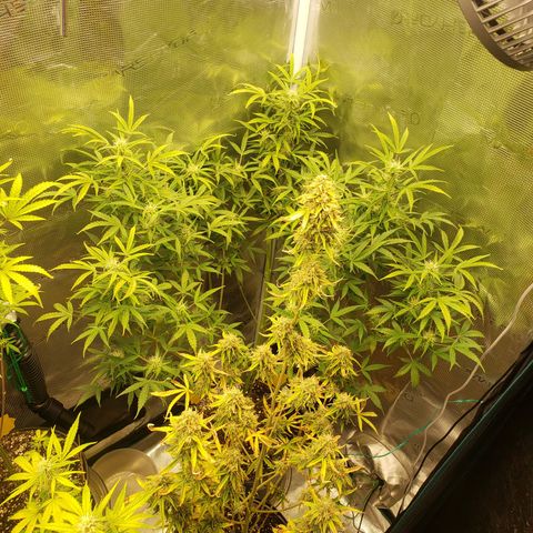 Geloctane  growlog photo: Morning 