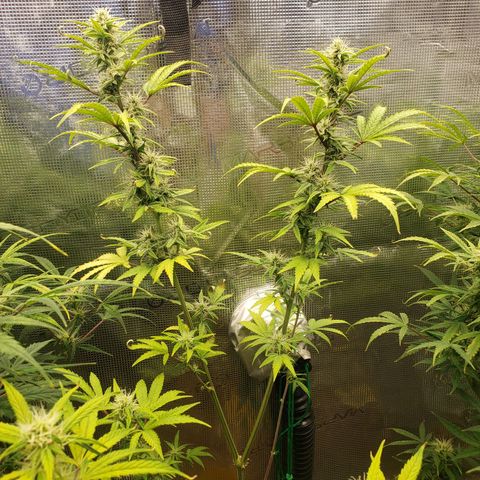Geloctane  growlog photo: Morning 