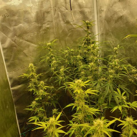 Geloctane  growlog photo: Morning 