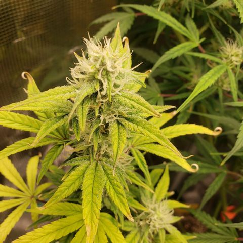 Geloctane  growlog photo: Morning 