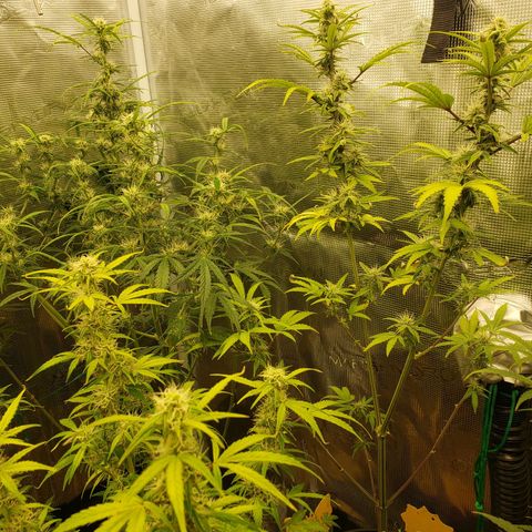 Geloctane  growlog photo: Morning 