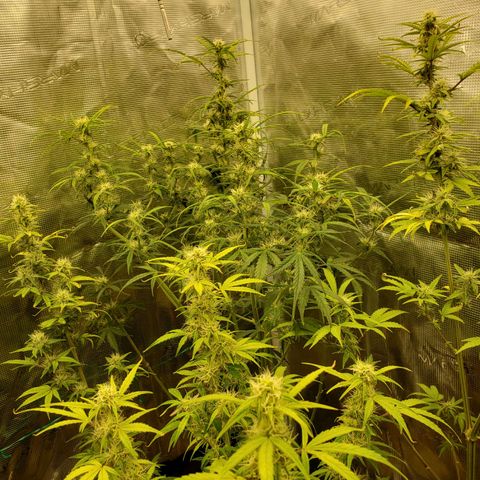 Geloctane  growlog photo: Morning 
