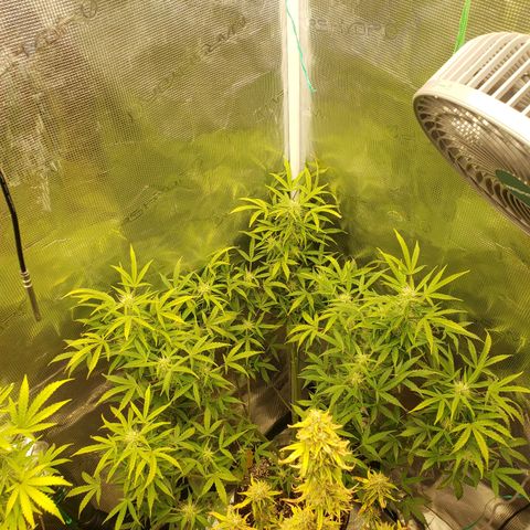 Geloctane  growlog photo: Morning 