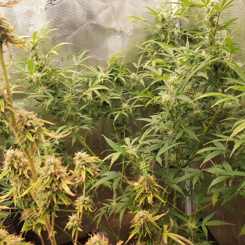Geloctane  growlog photo: Morning 