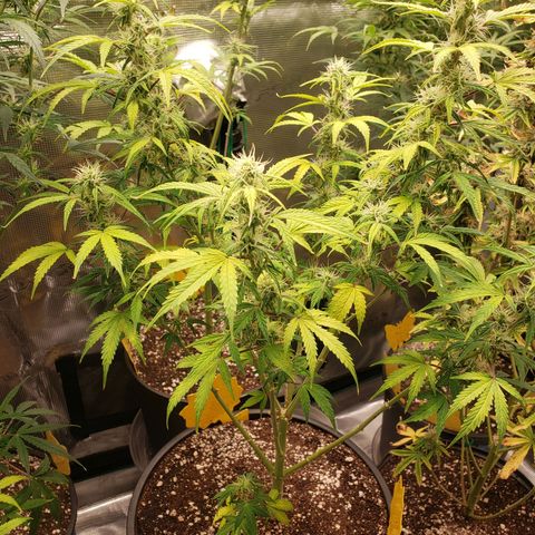 Geloctane  growlog photo: Morning 