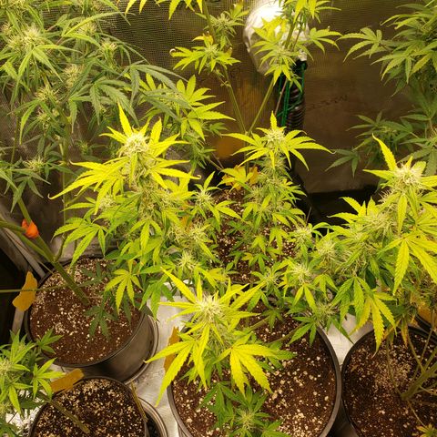 Geloctane  growlog photo: Looking Frosty 