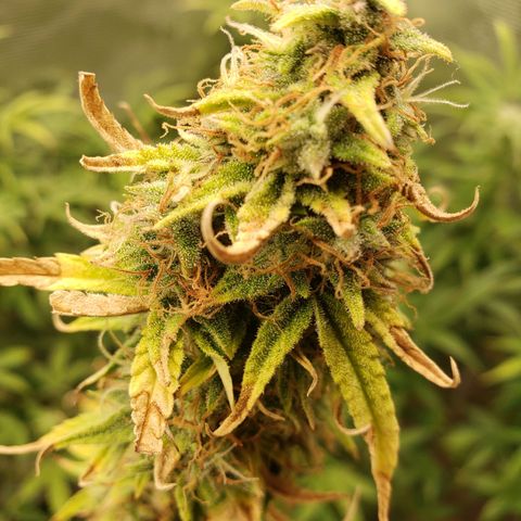 Geloctane  growlog photo: Looking Frosty 