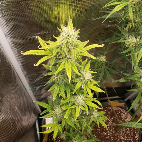 Geloctane  growlog photo: Looking Frosty 