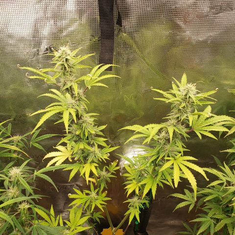 Geloctane  growlog photo: Looking Frosty 