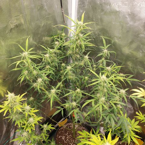 Geloctane  growlog photo: Looking Frosty 