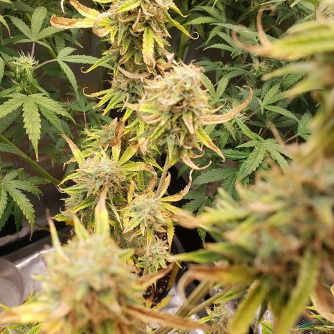 Geloctane  growlog photo: Looking Frosty 