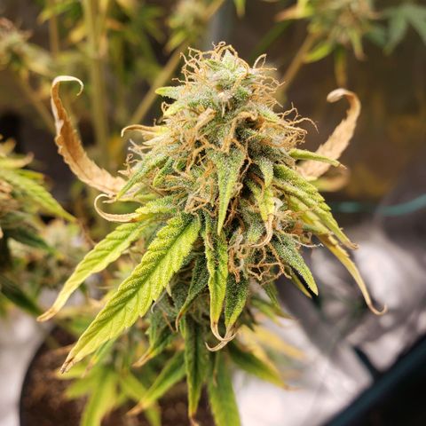 Geloctane  growlog photo: Looking Frosty 