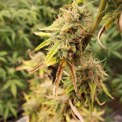 Geloctane  growlog photo: Looking Frosty 