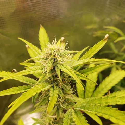 Geloctane  growlog photo: Looking Frosty 