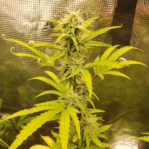 Geloctane  growlog photo: Looking Frosty 
