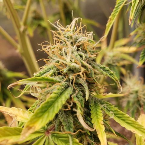 Geloctane  growlog photo: Frosty 