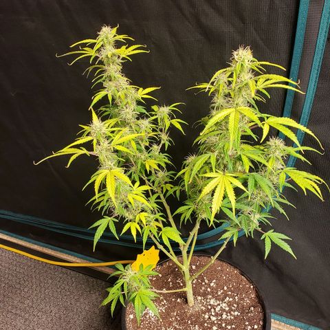 Geloctane  growlog photo: Frosty 