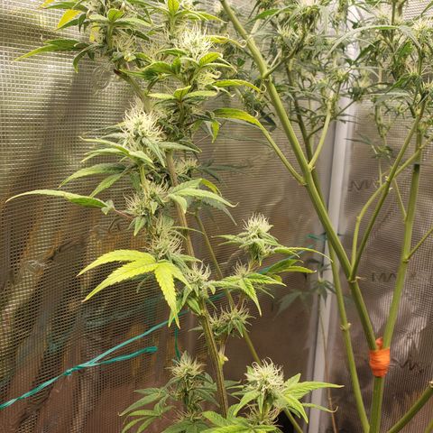 Geloctane  growlog photo: Frosty 