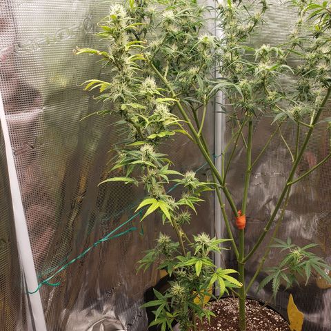 Geloctane  growlog photo: Frosty 