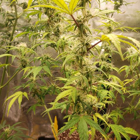 Geloctane  growlog photo: Frosty 