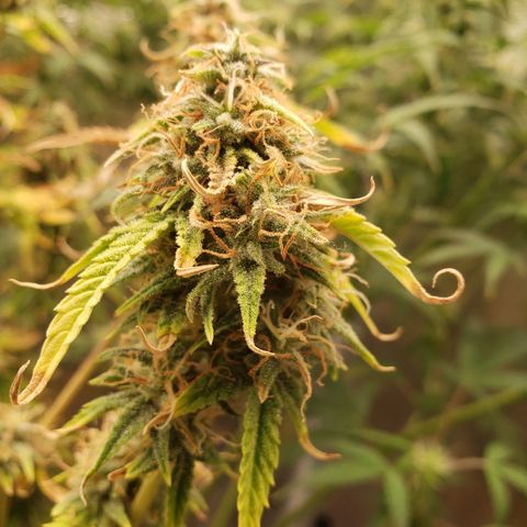 Geloctane  growlog photo: Frosty 