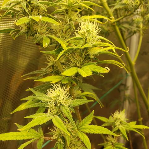 Geloctane  growlog photo: Frosty 