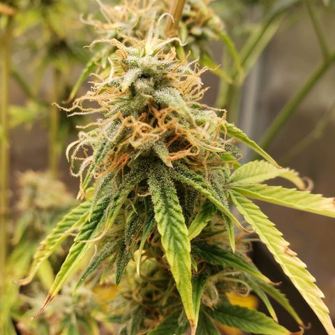 Geloctane  growlog photo: Frosty 