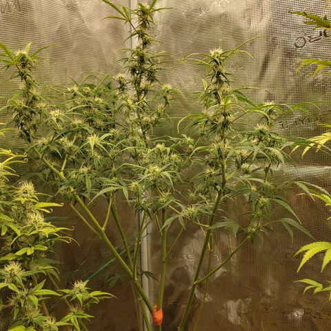 Geloctane  growlog photo: Frosty 