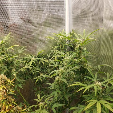 Geloctane  growlog photo: Frosty 