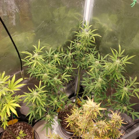 Geloctane  growlog photo: Nearing harvest 