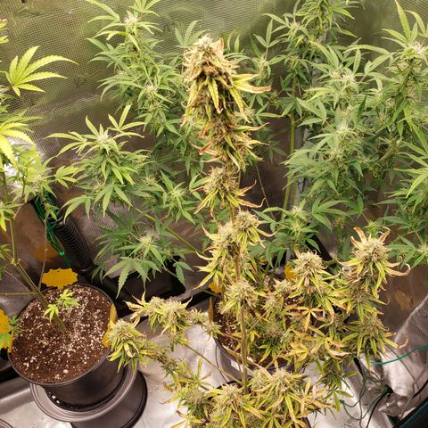 Geloctane  growlog photo: Nearing harvest 