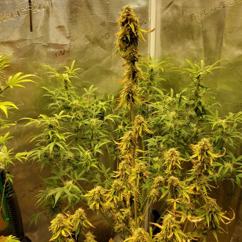 Geloctane  growlog photo: Nearing harvest 