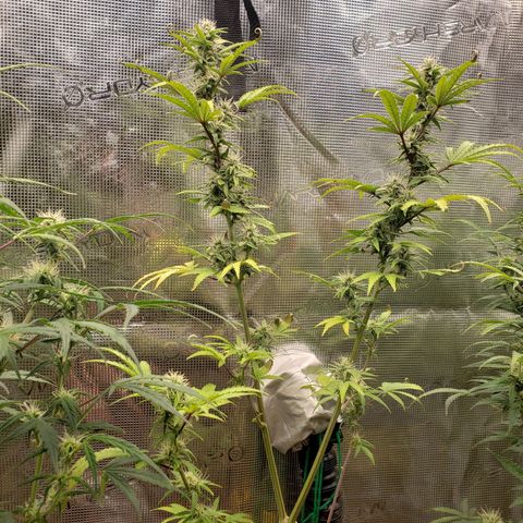 Geloctane  growlog photo: Nearing harvest 