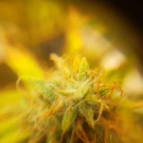 Geloctane  growlog photo: Better close up of super skunk 